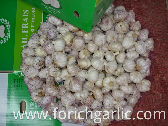 Best Quality Fresh Normal Garlic